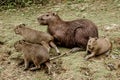 Capibaras in Bolivian Jungle