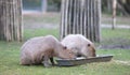 Capibaras eating out of a metal crib