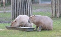 Capibaras eating out of a metal crib