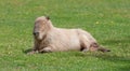 Capibaras Hydrochoerus hydrochaeris resting Royalty Free Stock Photo
