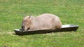 Capibaras Hydrochoerus hydrochaeris resting Royalty Free Stock Photo