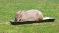 Capibaras Hydrochoerus hydrochaeris resting