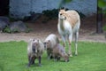 Capibaras in Moscow zoo.