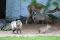 Capibaras in Moscow zoo.