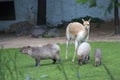 Capibaras walk on green grass in Moscow zoo.