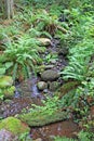 Capilano river rainforest, Canada Royalty Free Stock Photo