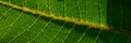 Capillaries and green leaf plants. Web banner