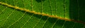 Capillaries and leaf veins of the plant. Banner for design