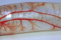 capillaries in the swim bladder Royalty Free Stock Photo