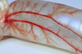 capillaries in the swim bladder Royalty Free Stock Photo