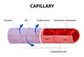 Capillary. blood vessel. labelled Royalty Free Stock Photo