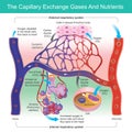 The Capillary Exchange Gases And Nutrients. Infographic medical health care for Education.