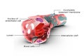 Capillary labelled