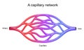 Capillary network. blood vessel