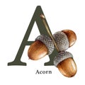 Capital letter A with acorns decor. Watercolor illustration. Forest nature ABC alphabet font element. Wildlife nature