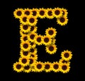 Capital letter E made of yellow sunflowers Royalty Free Stock Photo