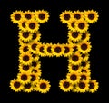 Capital letter H made of yellow sunflowers Royalty Free Stock Photo