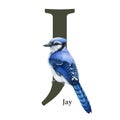 Capital letter J with jay bird decor. Watercolor illustration. Forest animal ABC alphabet font element. Wildlife animal