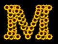 Capital letter M made of yellow sunflowers Royalty Free Stock Photo