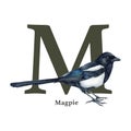 Capital letter M with magpie bird decor. Watercolor illustration. Forest animal ABC alphabet font element. Wildlife