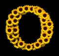 Capital letter O made of yellow sunflowers Royalty Free Stock Photo