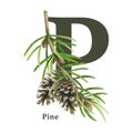 Capital letter P with pine branch decor. Watercolor illustration. Forest nature ABC alphabet font element. Wildlife