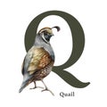 Capital letter Q with quail bird decor. Watercolor illustration. Forest animal ABC alphabet font element. Wildlife