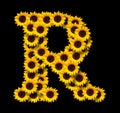 Capital letter R made of yellow sunflowers Royalty Free Stock Photo