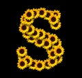 Capital letter S made of yellow sunflowers Royalty Free Stock Photo