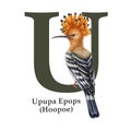 Capital letter U with Upupa bird decor. Watercolor illustration. Forest animal ABC alphabet font element. Wildlife