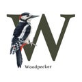 Capital letter W with woodpecker bird decor. Watercolor illustration. Forest animal ABC alphabet font element. Wildlife