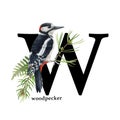 Capital letter W with woodpecker bird. Woodpecker bird forest alphabet decoration. Beautiful forest bird, leaves