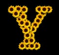 Capital letter Y made of yellow sunflowers Royalty Free Stock Photo
