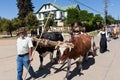 Oxcart parade in Capitan Pastene, Chile