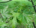 Capitate mite on maple leaves Royalty Free Stock Photo