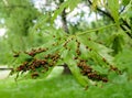 Capitate mite on maple leaves