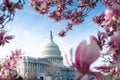 Capitol building in blossom tree. Spring Capitol hill, Washington DC. Capitols dome in spring. United States capitol