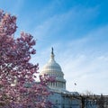 Capitol building in blossom tree. Spring Capitol hill, Washington DC. Capitols dome in spring. United States capitol