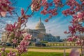 Capitol building near spring blossom magnolia tree. US National Capitol in Washington, DC. American landmark. Photo of Royalty Free Stock Photo