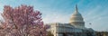 Capitol building near spring blossom magnolia tree. US National Capitol in Washington, DC. American landmark. Photo of Royalty Free Stock Photo