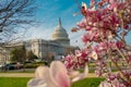 Capitol building near spring blossom magnolia tree. US National Capitol in Washington, DC. American landmark. Photo of Royalty Free Stock Photo