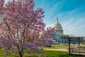 Capitol building at spring blossom magnolia tree, Washington DC. U.S. Capitol exterior photos. Capitol at spring Royalty Free Stock Photo