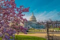 Capitol building at spring blossom magnolia tree, Washington DC. U.S. Capitol exterior photos. Capitol at spring Royalty Free Stock Photo