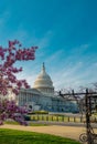 Capitol building at spring blossom magnolia tree, Washington DC. U.S. Capitol exterior photos. Capitol at spring Royalty Free Stock Photo