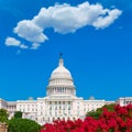 Capitol building Washington DC pink flowers USA Royalty Free Stock Photo