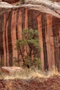 Capitol Reef Desert Landscape, Utah. Royalty Free Stock Photo