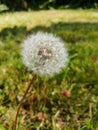 Capitulum dandelion