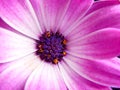 The capitulum of a purple Cape Marguerite Daisy flower
