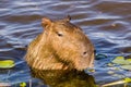 Capivara in Ibera, Argentina Royalty Free Stock Photo