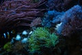 Capnella sp, torch coral and pulsing xenia, fluorescent polyp frag, Clark\'s anemonefish in bubble tip anemone, live rock eco